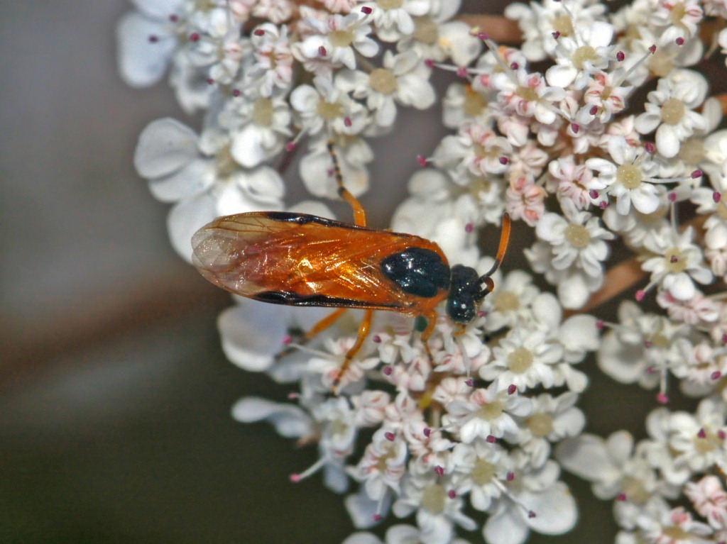 Arge ochropus (Argidae)